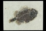 Bargain, 5.8" Fossil Fish (Cockerellites) - Green River Formation - #129623-1